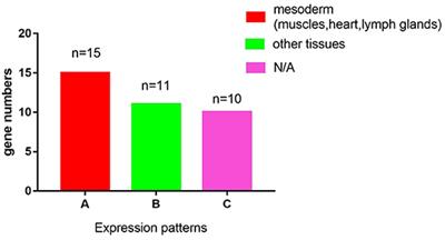 The Roles of the LIM Domain Proteins in Drosophila Cardiac and Hematopoietic Morphogenesis